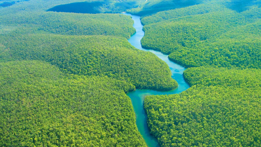 Amazon Rainforest Facts