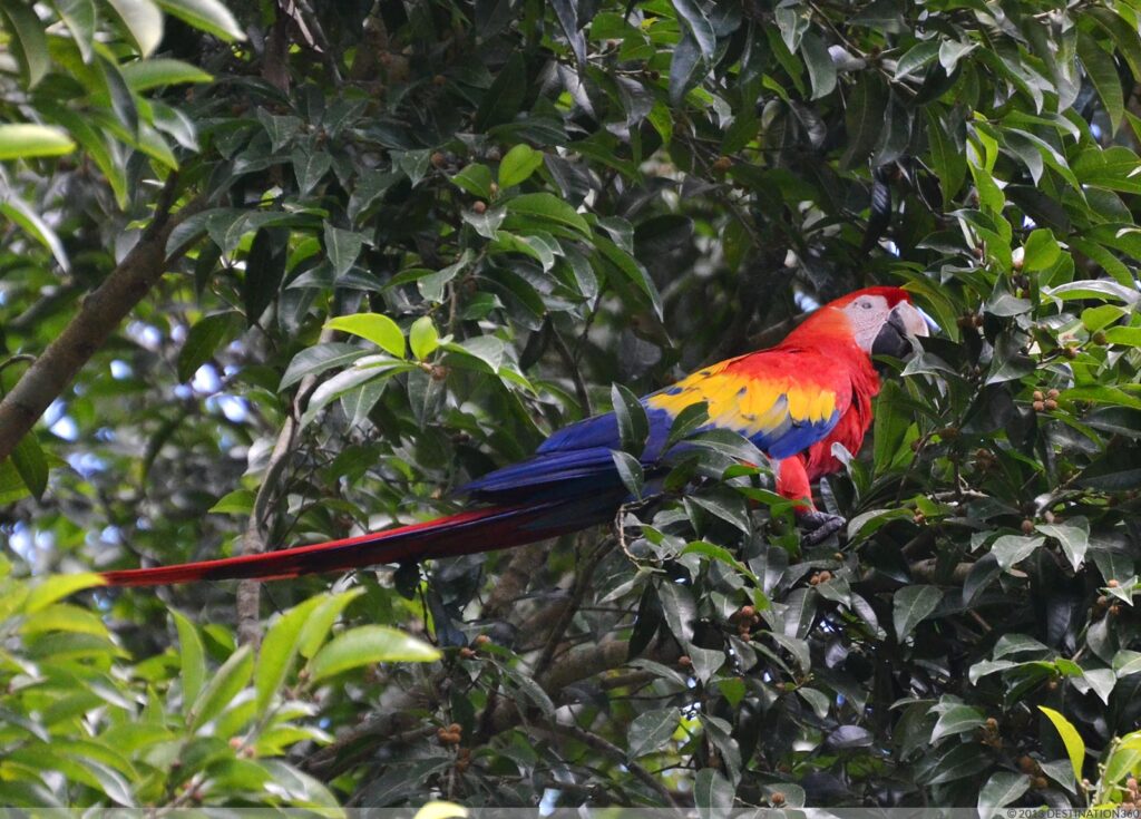 Honduras Animals