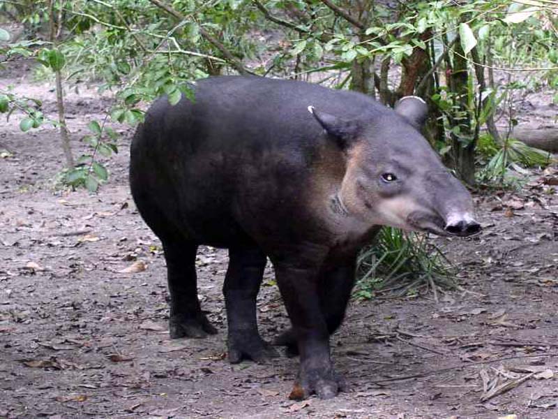 central american tapir
