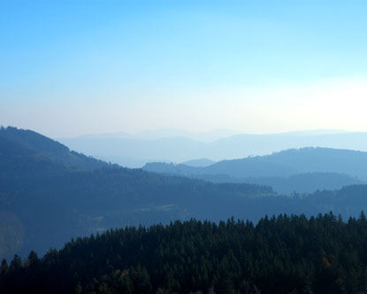 The Black Forest