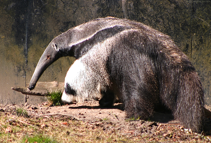 giant anteater