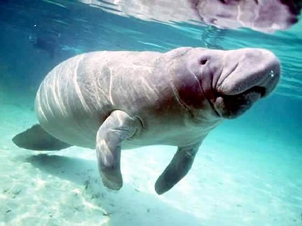 manatees