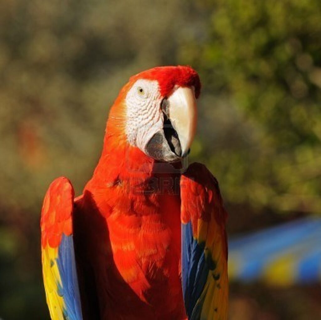 scarlet macaw