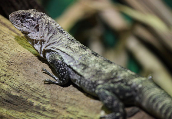 utila island iguanas